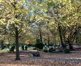 Herbststimmung auf dem Lübbecker Friedhof   Foto: Ulrike Köpper